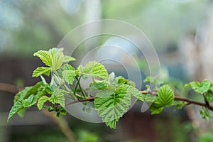 Branch of raspberry bush with fresh green leaves on spring day