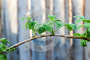Branch of a raspberry bush in spring with young leaves - shoots