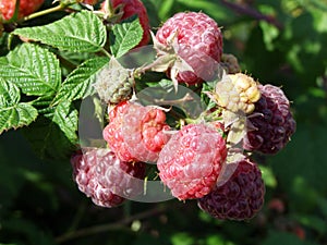 Branch of raspberry with green and red berries