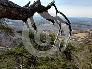a branch reaching out over a scenic landscape