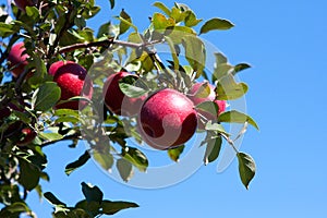 Branch with red apples against blue sky.