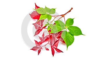 Branch of red autumn grapes leaves. Parthenocissus quinquefolia foliage. Isolated on white background.