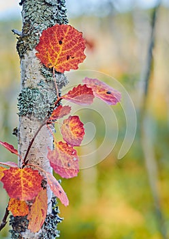 A branch of red autumn leaves of aspen. Populus tremula. Close up.