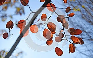 Branch with red autumn leaves of a shadbush Amelanchier against the blue sky