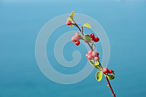 Branch with red berries at blue background outdoor