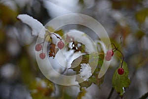 The branch with red berries on it, covered by the first snow