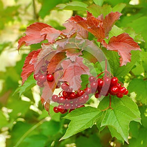 Branch of red berries of a guelder-rose