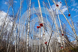 Ramo da frutti di bosco sul un albero montagna cenere 