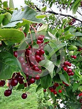 A branch of a red bird cherry