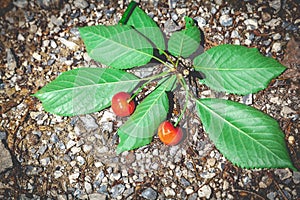 Branch with red cherry fruits lies on stony ground