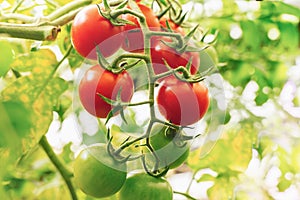 Branch of red cherry grown in a greenhouse. ripe tomato growing on a garden farm. Organic harvest, farming, agriculture. Close up