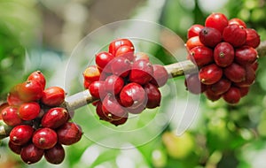 Branch of red coffee beans