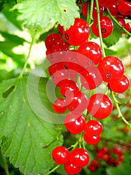 Branch of red currant
