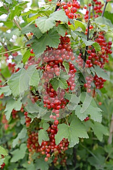 Branch of red currant with berries (Ribes rubrum L. )