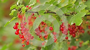 A branch of red currant in the garden on the farm. Farming and gardening. Growing healthy berries and fruits. Eco