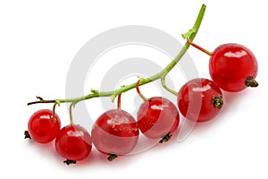 Branch of red currant on white background