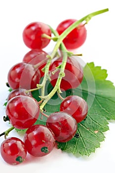 Branch of red currant on white background