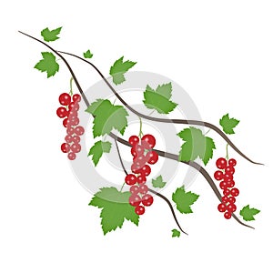 A branch of red currant on a white background. Decorative element.