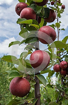 Branch of red-flesh apple tree variety with fruits growing on