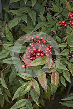 Nandina domestica shrub