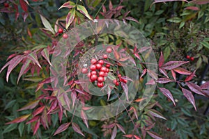 Nandina domestica shrub