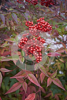 Nandina domestica shrub