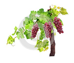 Branch of red grapes vine leaves isolated on white background.