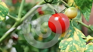 Branch of red and green cherry grown in a greenhouse. ripe tomato growing on a garden. Organic harvest, farming, agriculture.