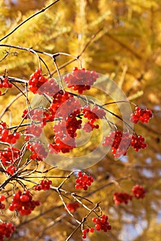Branch of red guelder-rose