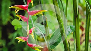 Branch of red heliconia flower in wet season rain. Lush green plants foliage are hitting by the rain drops