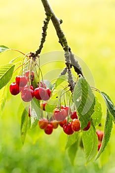 Branch with red juicy cherries