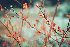 red leaf branch green background garden nature