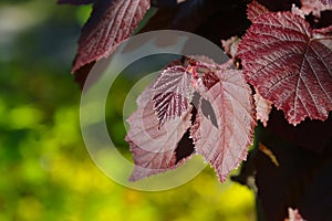 Branch with red-leaved hazel leaves