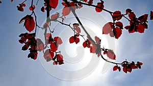 Branch with red leaves on a blue sky background