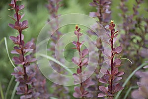 Branch with red leaves on a blurred background.