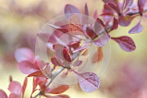 Branch with red leaves on a blurred background. Colorful leaves on barberry bush. Autumn pattern.