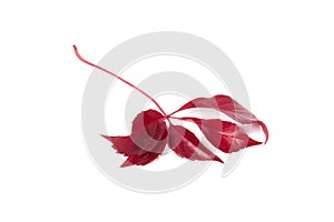 Branch of red leaves falling from a tree on a white background