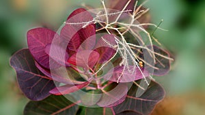 Branch with red leaves and a part of the inflorescence of plant Cotinus coggygria of variety Royal Purple