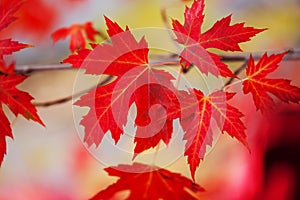 Branch with red maple leaves. Canada Day maple leaves background