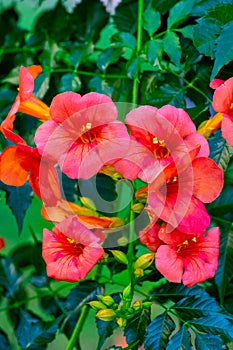 Branch of red and orange flowers on a green background of plant leaves