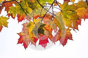 Branch of red, orange and yellow maple leaves on a white background