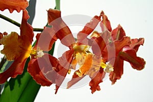 Branch of red orchids