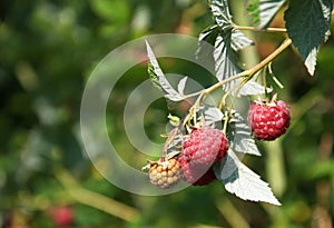 A branch with red raspberries in an open space.