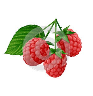 Branch of red raspberry with green leaf isolated on white background