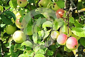 Branch with red ripe apples on apple tree close up in sunny day