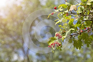 A branch of red ripe berries of viburnum in the garden or in the forest. Autumn berry, colorful natural background