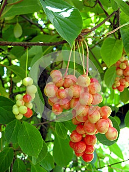 Branch of red ripe schizandra