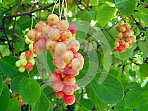 Branch of red ripe schizandra
