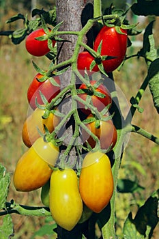 Branch of red ripe tomatoes. Gardening, nature, harvest concept.