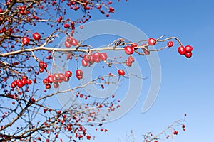 Branch with red ripe wild hawthorn